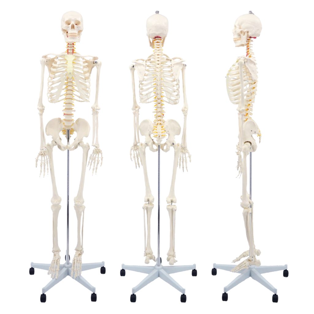 175CM human skeletal neurological root