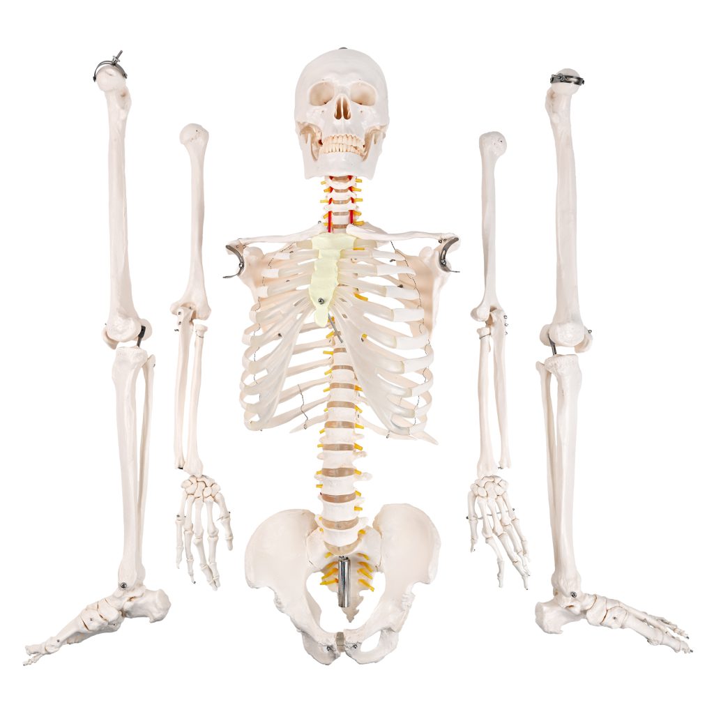 175CM human skeletal neurological root