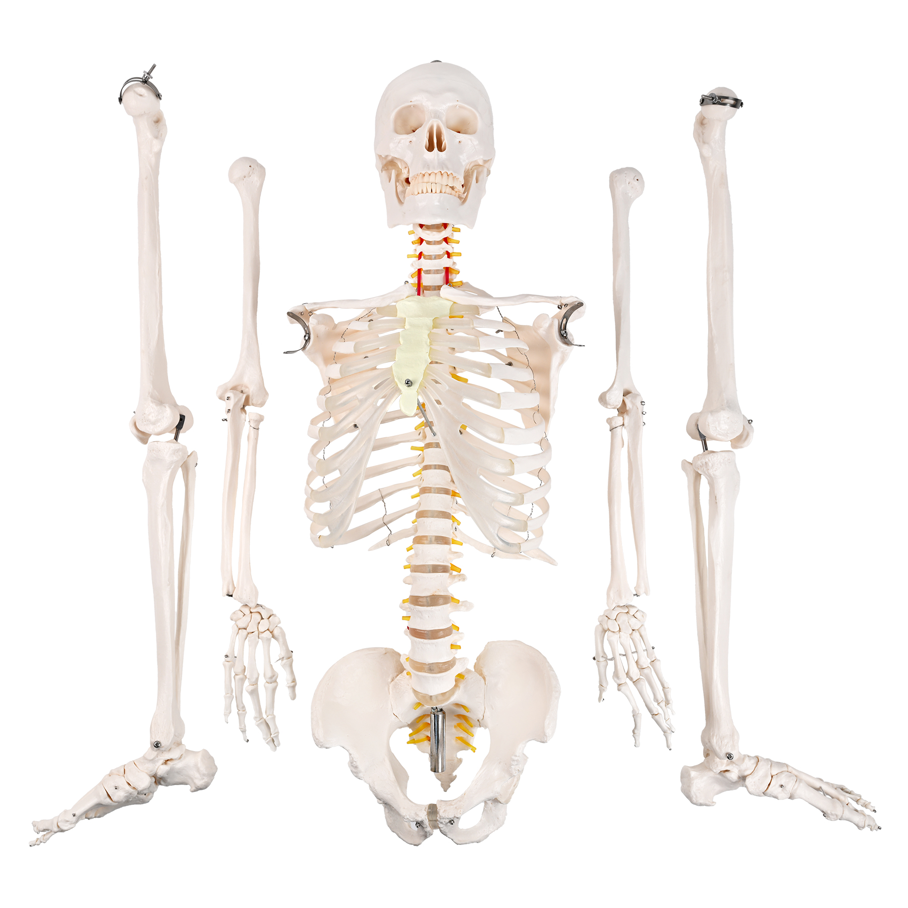 175CM human skeletal neurological root