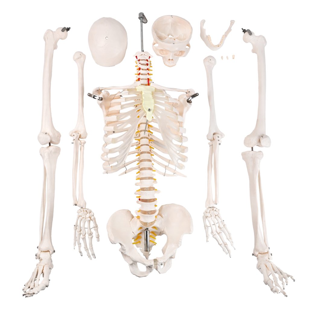 175CM human skeletal neurological root
