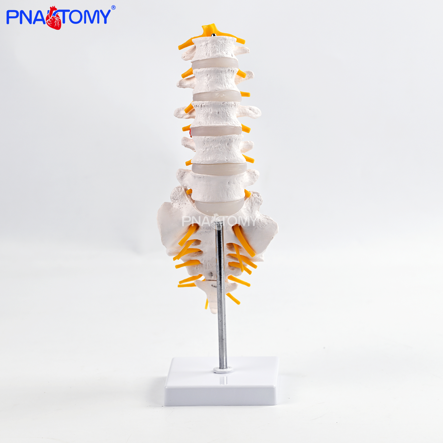 五节腰椎带骶骨可打开