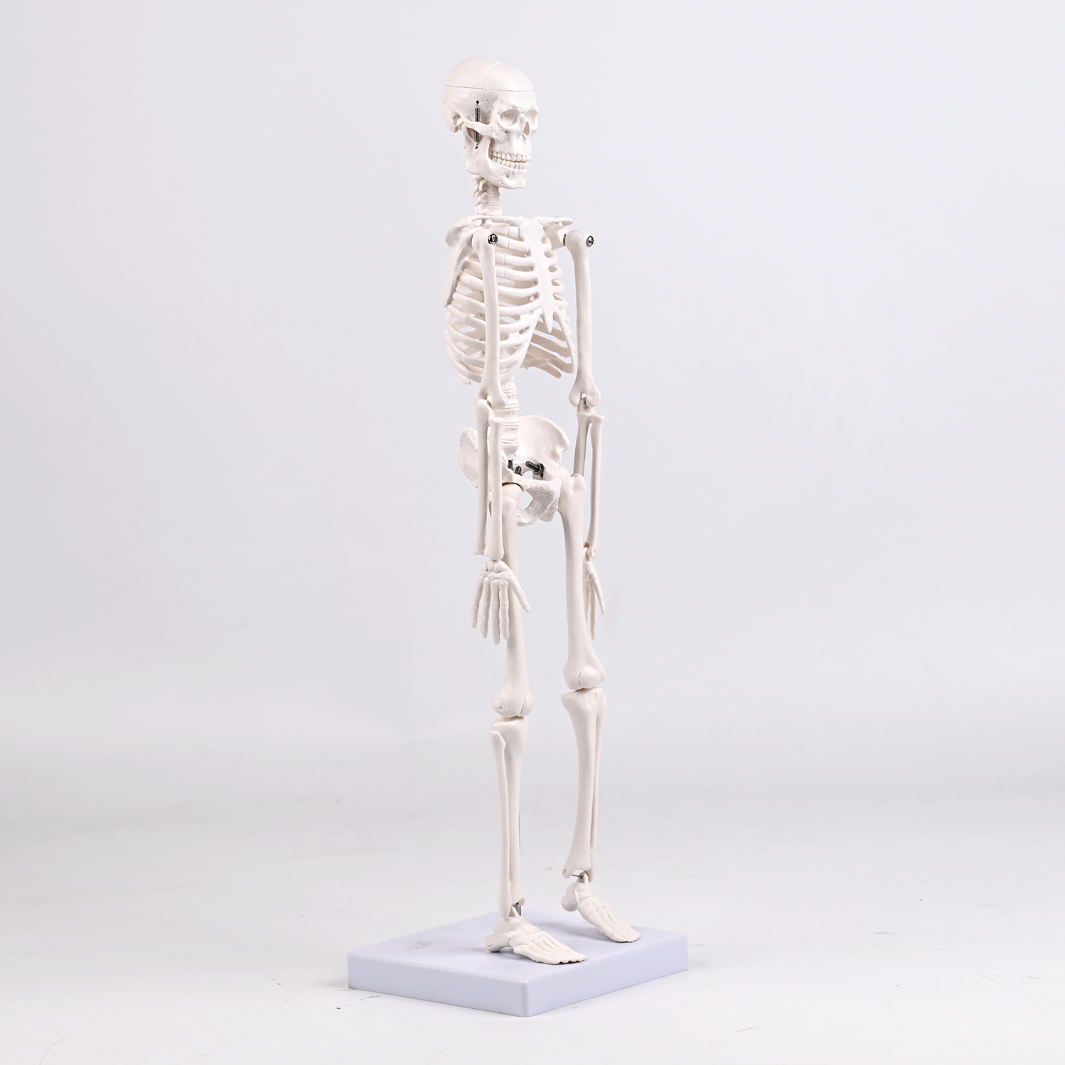 45CM bones (section A)