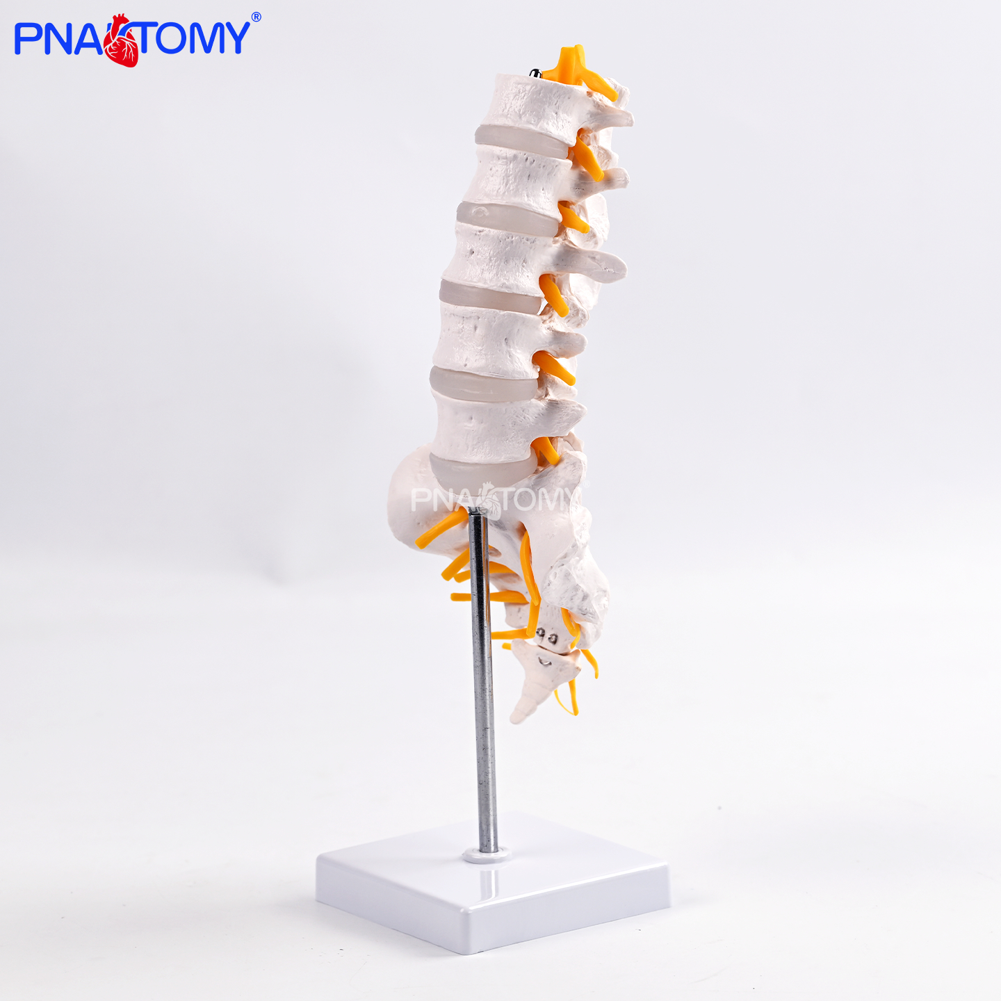 五节腰椎带骶骨可打开