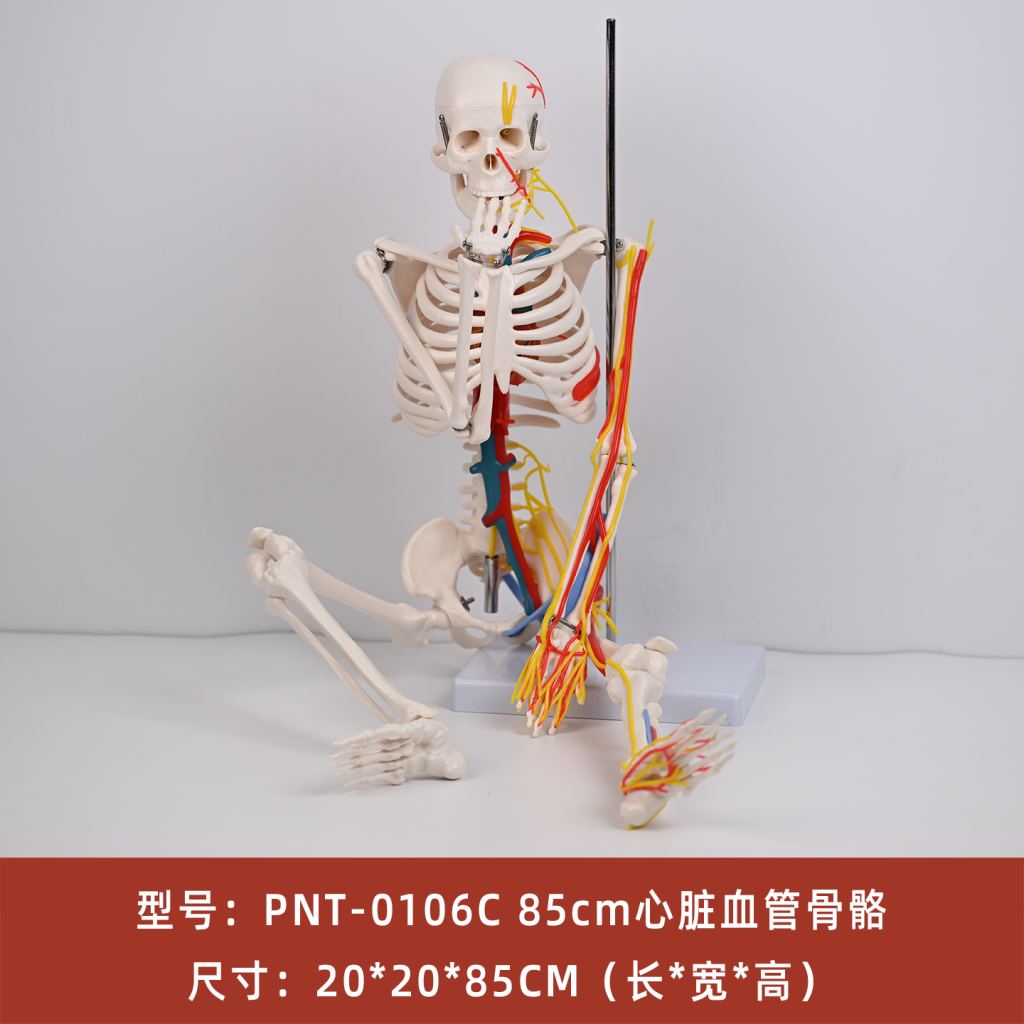 85CM心脏血管骨骼