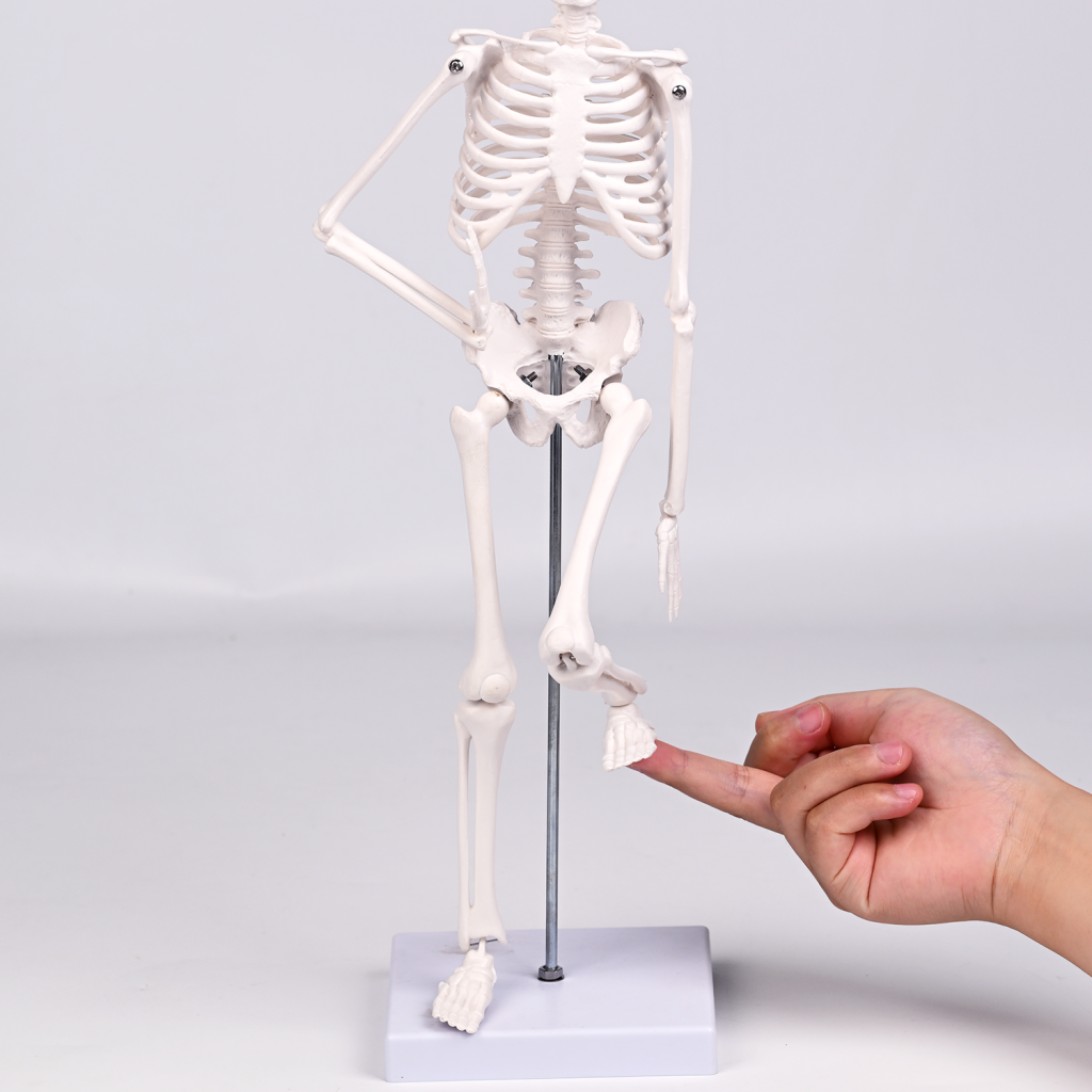 45CM bones (section A)