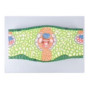 PNT – 0855 单子叶叶