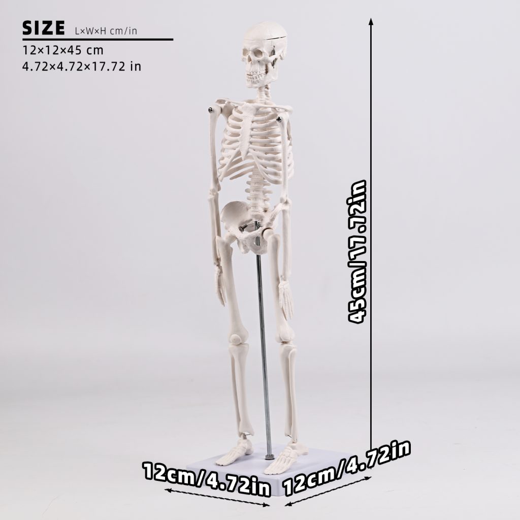 45CM bones (section A)