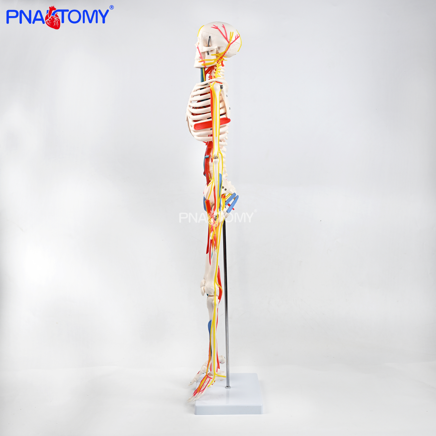 85CM neurovascular bones (half-side color)