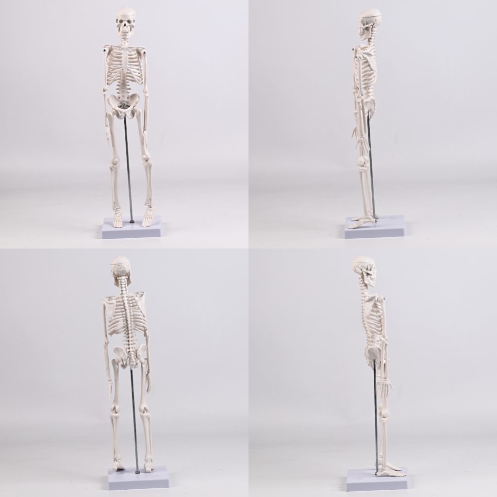 45CM bones (section A)