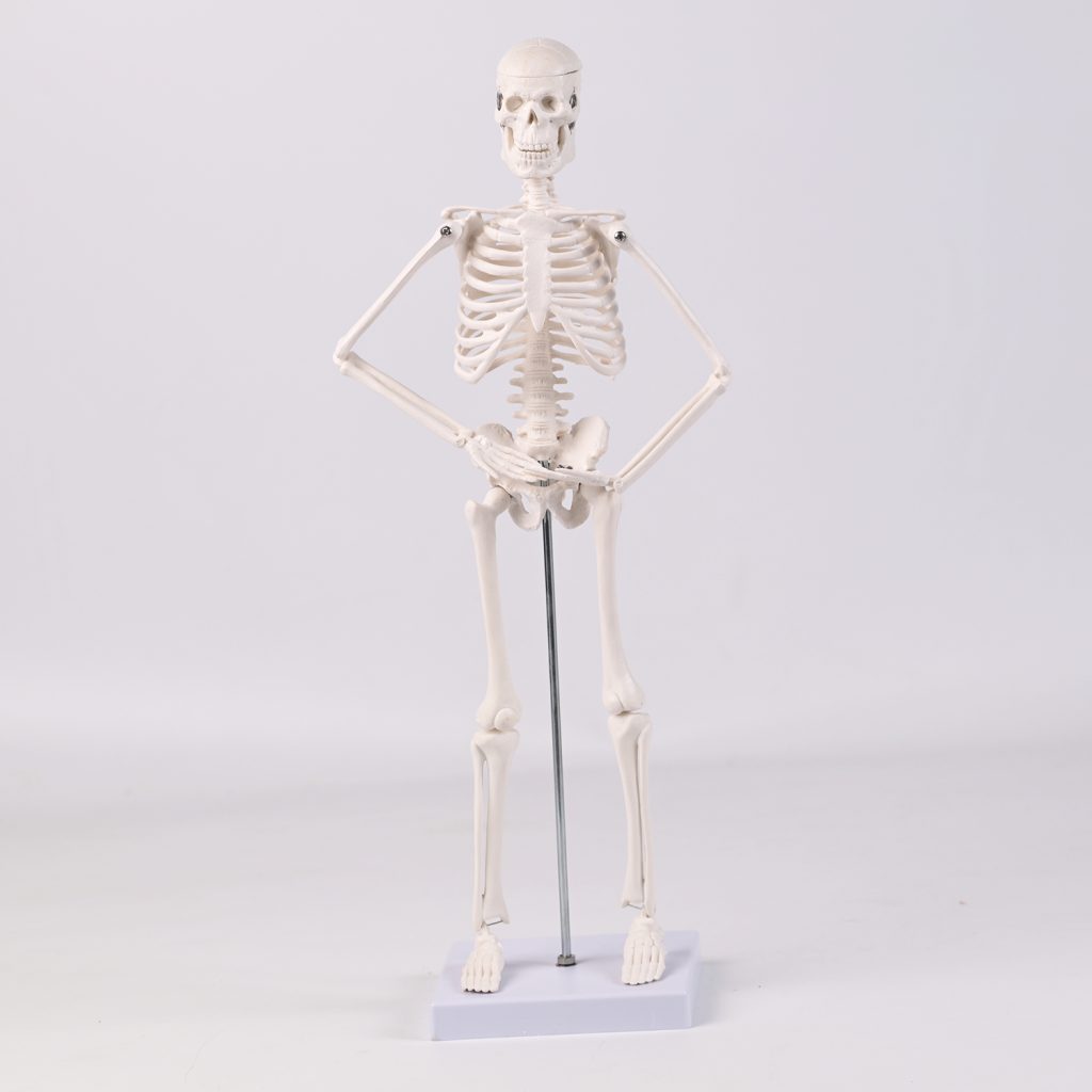 45CM bones (section A)