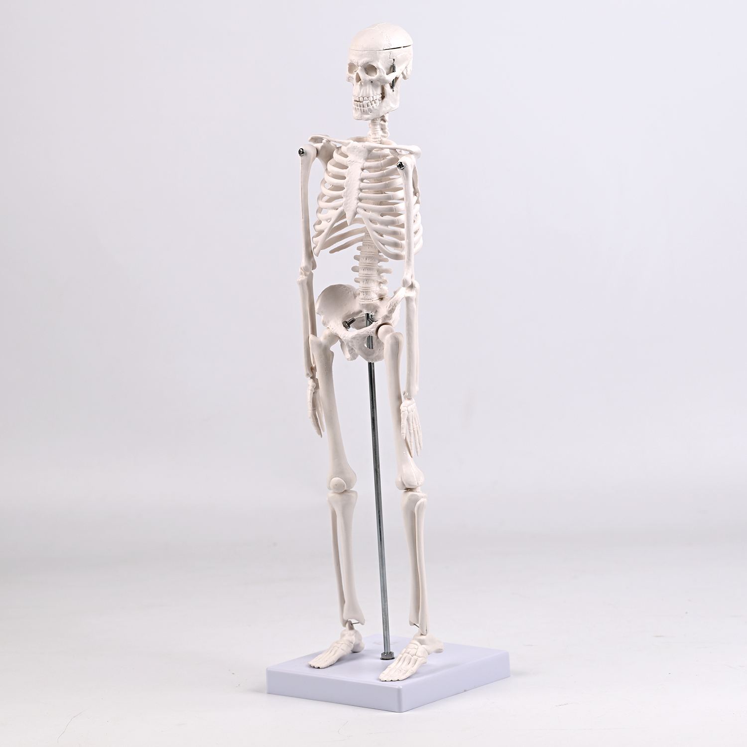45CM bones (section A)