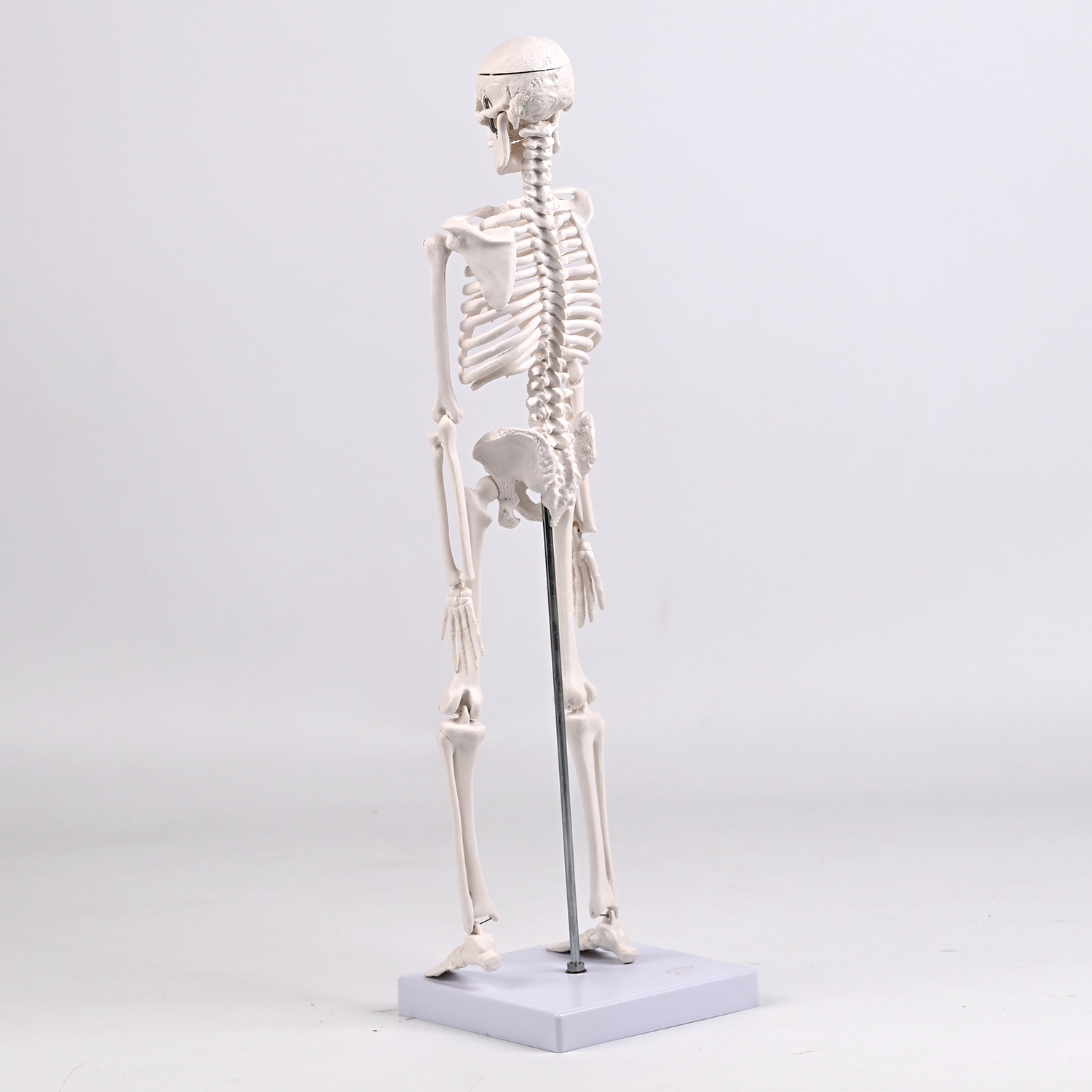 45CM bones (section A)
