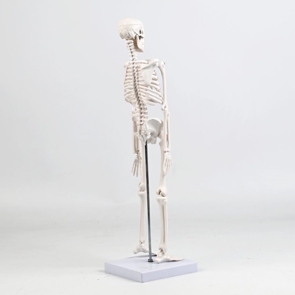 45CM bones (section A)