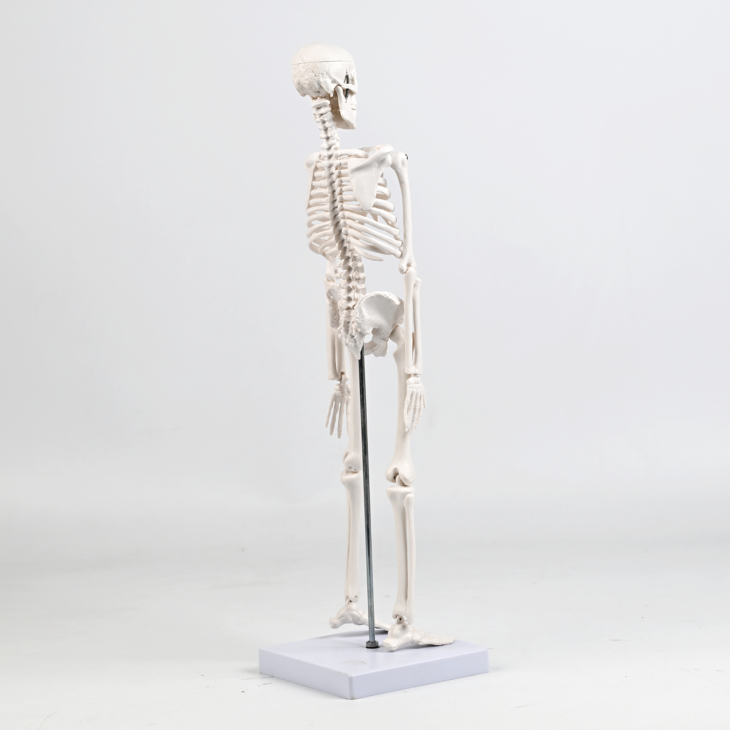 45CM bones (section A)