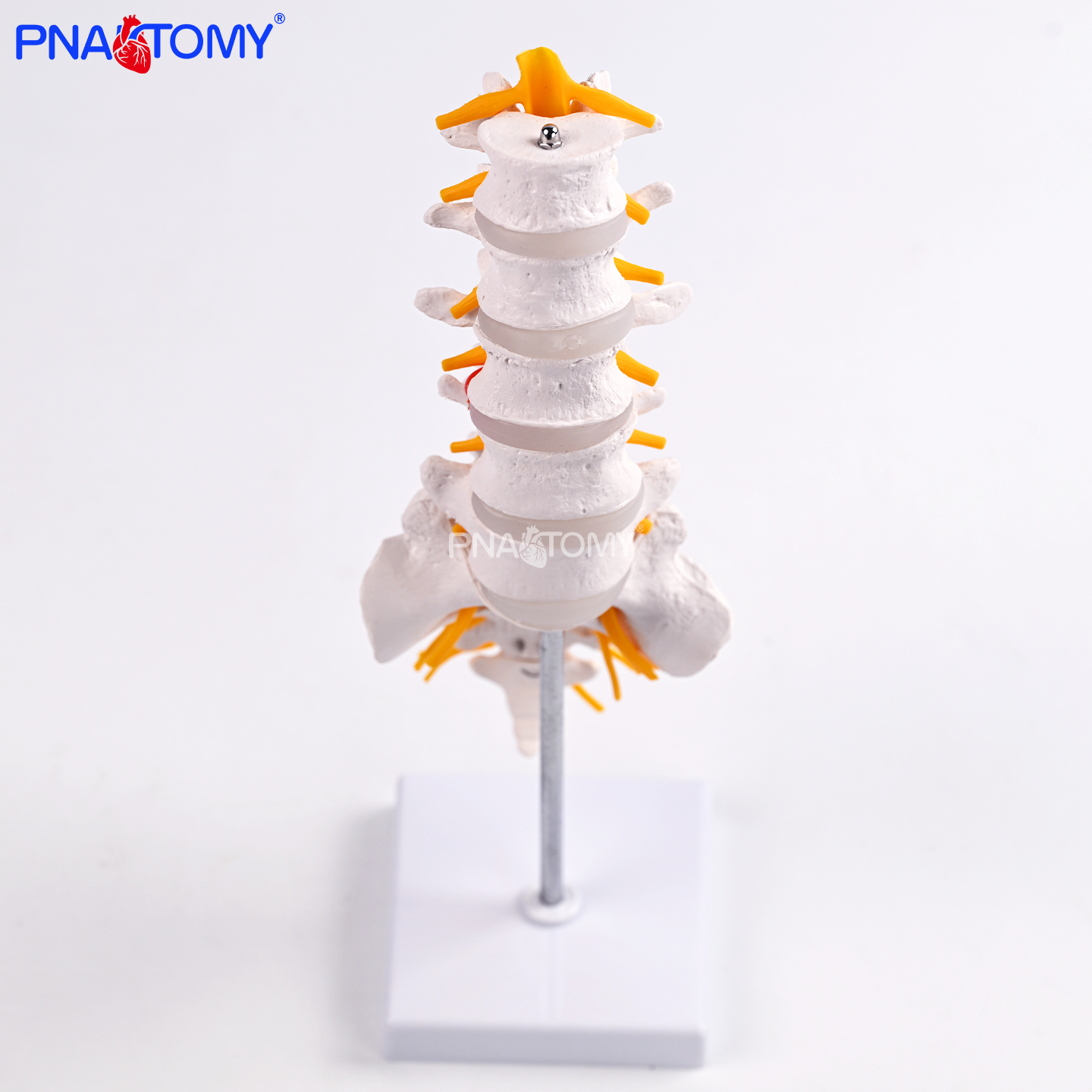 五节腰椎带骶骨可打开