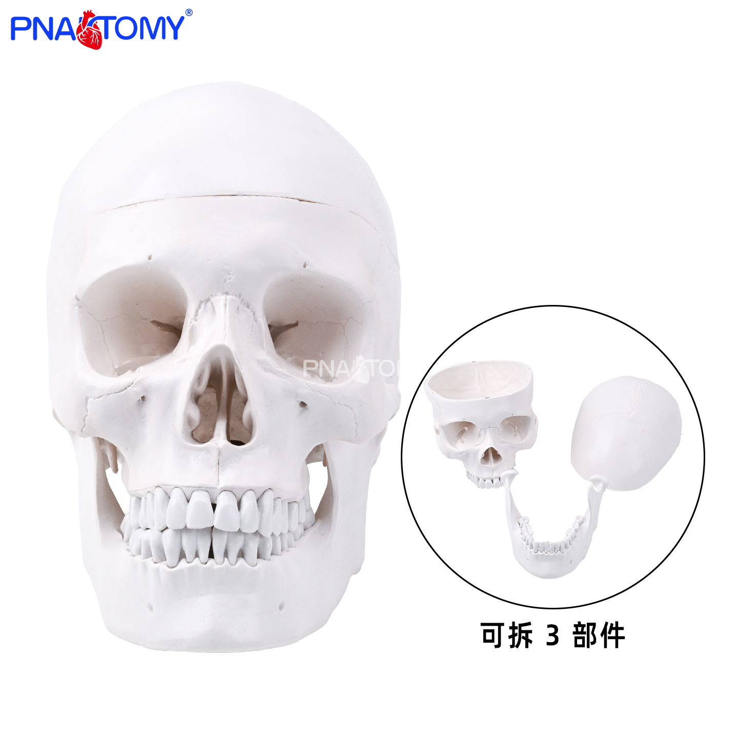 自然大白头骨