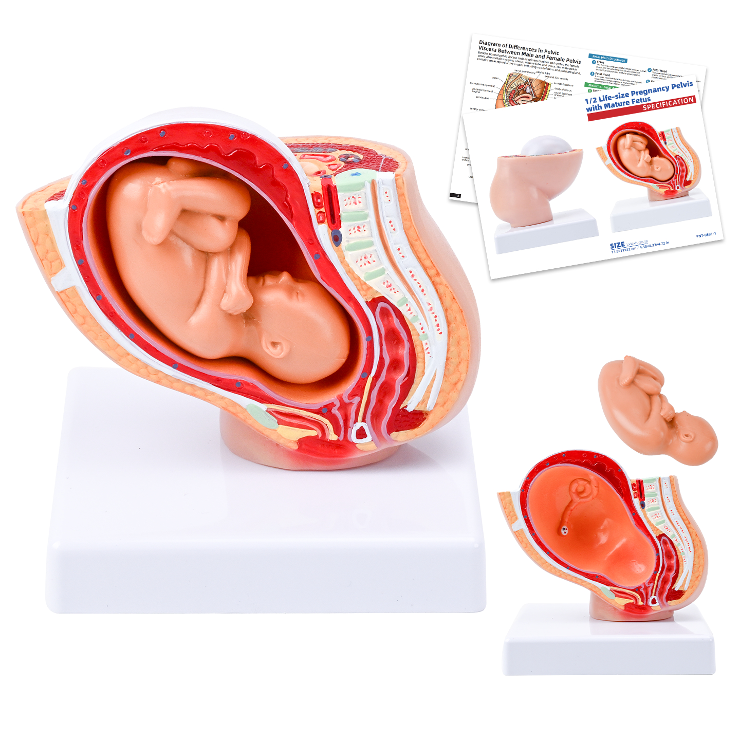 1/2 大妊娠盆腔模型