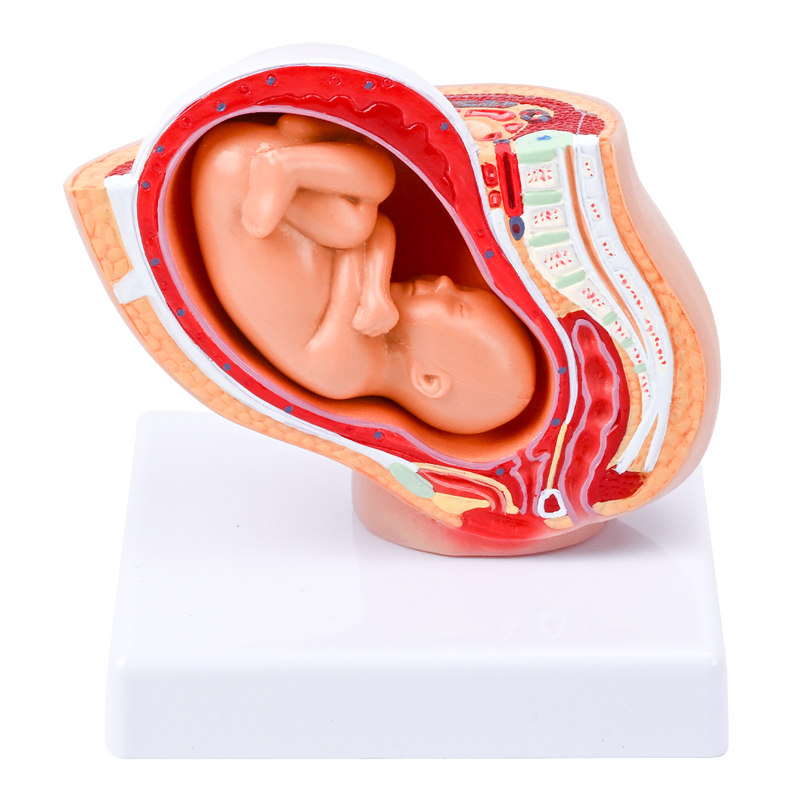1/2 大妊娠盆腔模型