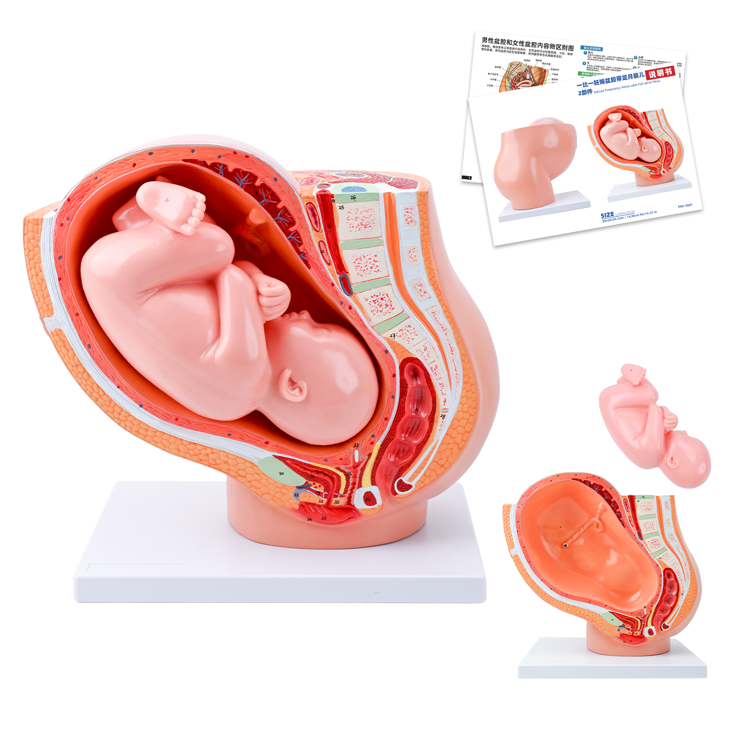 1 to 1 pregnancy pelvic model