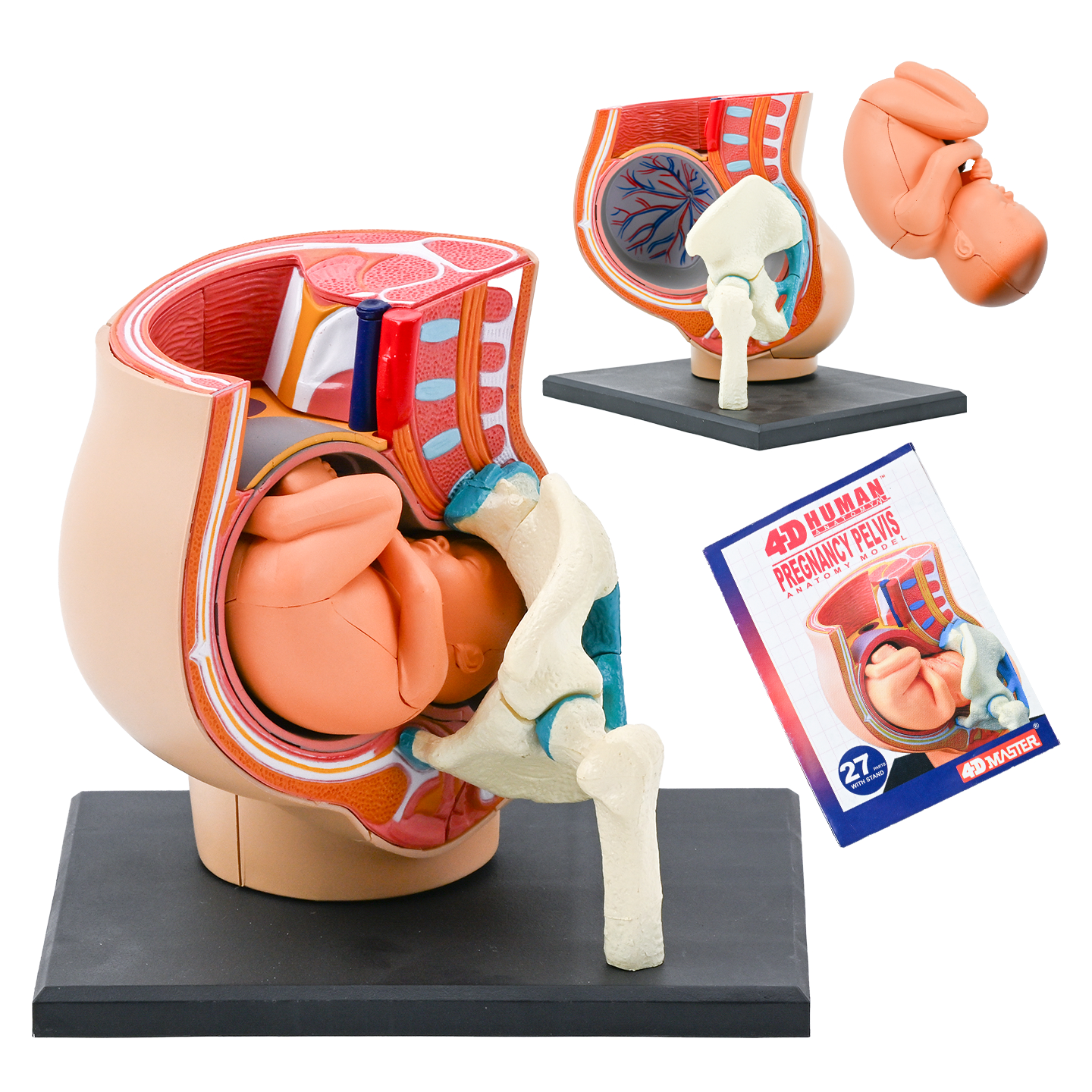 4D pregnancy pelvic
