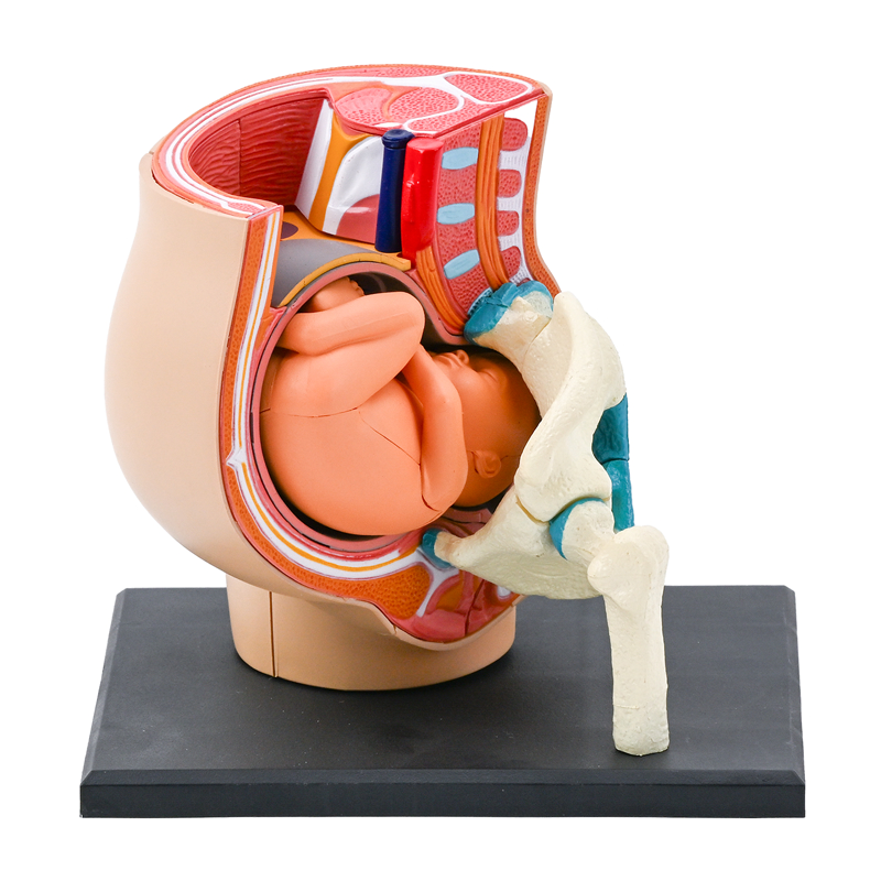 4D pregnancy pelvic